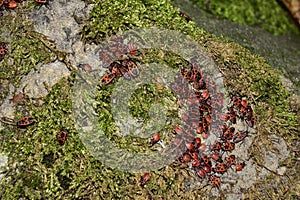 Pyrrhocoris apterus. Colony of beetles