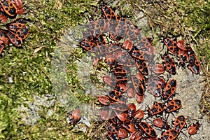 Pyrrhocoris apterus. Colony of beetles