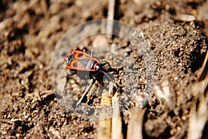 Pyrrhocoris apterus crawling on the ground.