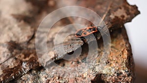 Pyrrhocoris apterus crawls on a dry leaf.