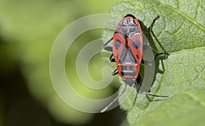 Pyrrhocoris apterus, Crete