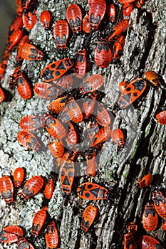 Pyrrhocoris apterus, Fire bug