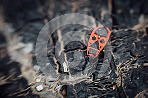 Pyrrhocoris apterus firebug.