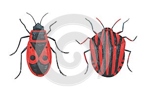 Pyrrhocoris apterus and Graphosoma lineatum, red bugs. Hand painted illustration isolated on white background