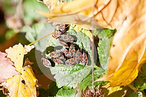 Pyrrhocoris apterus insect