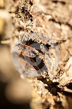 Pyrrhocoris apterus insect in autumn garden