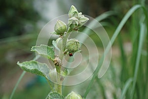 Pyrrhocoris apterus larva on white double Alcea rosea. The firebug, Pyrrhocoris apterus, is a common insect. Berlin, Germany