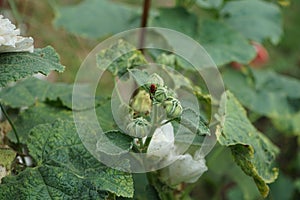 Pyrrhocoris apterus larva on white double Alcea rosea. The firebug, Pyrrhocoris apterus, is a common insect. Berlin, Germany