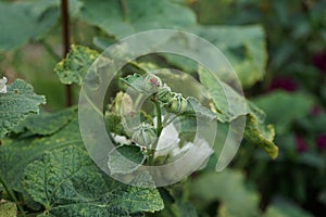 Pyrrhocoris apterus larva on white double Alcea rosea. The firebug, Pyrrhocoris apterus, is a common insect. Berlin, Germany