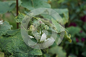 Pyrrhocoris apterus larva on white double Alcea rosea. The firebug, Pyrrhocoris apterus, is a common insect. Berlin, Germany