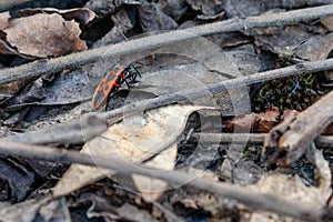 Pyrrhocoris apterus in the natural habitat