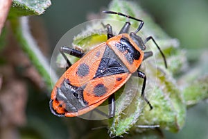 Pyrrhocoris apterus posed on a green leaf on a sunny day