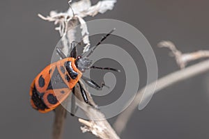 Pyrrhocoris apterus posed on a twig on a sunny day