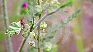 Pyrrhocoris apterus Red fire bug feeding on a mallow wild plant in nature