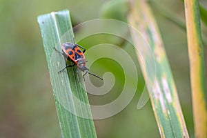 Pyrrhocoris apterus sits on the grass. Macro photography.