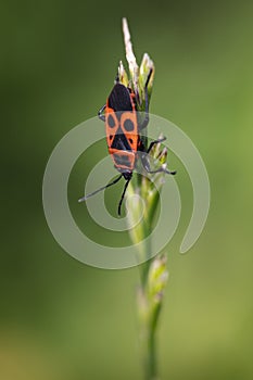 Pyrrhocoris apterus is sitting on the grass blade