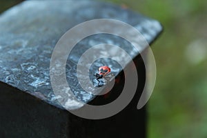 Pyrrhocoris apterus is sitting on the parapet