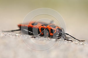 Pyrrhocoris apterus smith apterous apteral