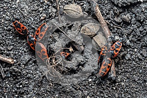 Pyrrhocoris apterus spring mating season