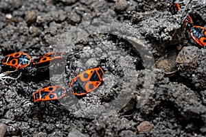 Pyrrhocoris apterus spring mating season