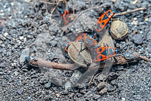Pyrrhocoris apterus spring mating season