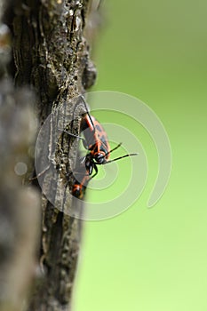 Pyrrhocoris apterus on wooden bark