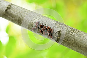 Pyrrhocoris apterus on wooden branch