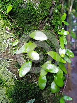 Pyrrosia eleagnifolia, commonly known as the leather-leaf fern, or ota in MÄori, is a climbing fern endemic to New Zealand