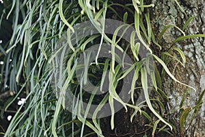Pyrrosia longifolia on the tree. Pyrrosia longifolia is kind of Epiphyte