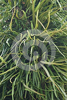 Pyrrosia longifolia on the tree. Pyrrosia longifolia is kind of Epiphyte