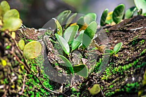 Pyrrosia piloselloides.