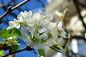 Pyrus Caucasica Pear Blossom Blooming flowering pear tree on blurred background.