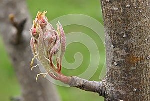 Pyrus communis buds