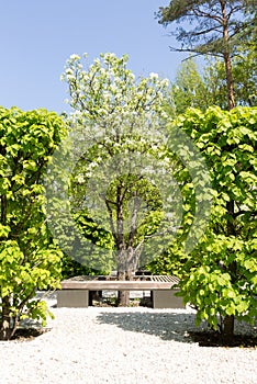 Pyrus communis or common pear tree. The tree is entirely in the garden, lime hedge and a wooden bench. Spring view.