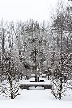 Pyrus communis or common pear tree. The tree is entirely in the garden, lime hedge and a wooden bench. Winter view.