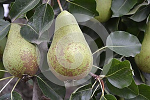 Pyrus communis. Pear. Beautiful branches with juicy fruits