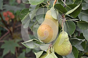 Pyrus communis. Pear. Beautiful branches with juicy fruits