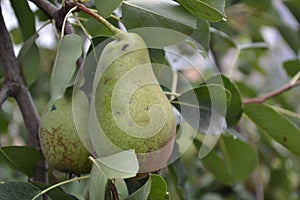 Pyrus communis. Pear. Beautiful branches with juicy fruits