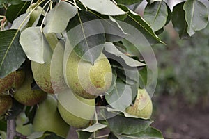 Pyrus communis. Pear. Beautiful branches with juicy fruits