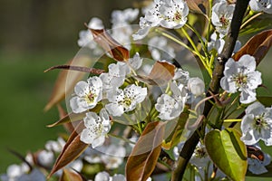 Pyrus pyrifolia asian pear white tree flowers in bloom, nashi flowering branches