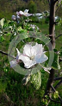 Pyrus white flower in organic orchad in spring, blossom, Duboko, Serbia