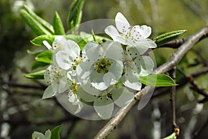 Pyrus, White flowering pear tree branches in spring. Blooming pear tree flowers in orchard, beauty of nature, season background.