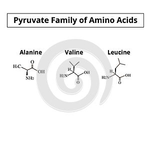 The pyruvate family of amino acids. Chemical molecular formulas of amino acid alanine, valine, leucine. Vector photo