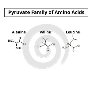 The pyruvate family of amino acids. Chemical molecular formulas of amino acid alanine, valine, leucine. Vector