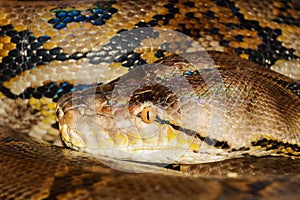 Python