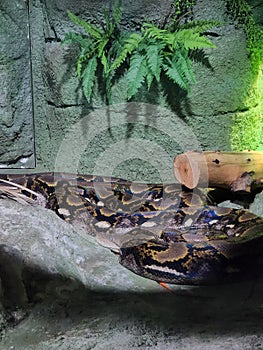 Python in Abudhabi national acuerium