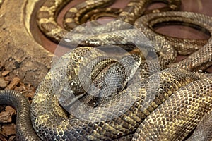 Python African stone Python sebae natalensis photo