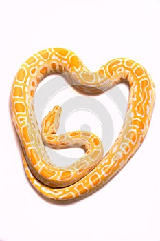Python albino