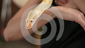 Python in the arms of a young woman. The snake and the man. Slow motion