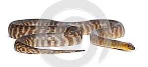 Python, Aspidites ramsayi photo